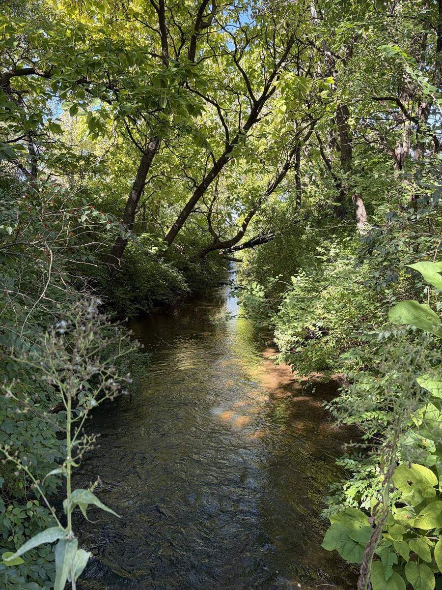 A creek running through the wooded part of the campus grounds